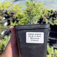 Саженец ели Колючая Соня в контейнере